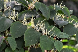 HH Conveyancing Searches - Japanese Knotweed
